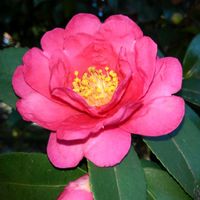 サザンカの画像