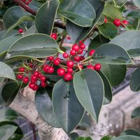 クロガネモチの画像