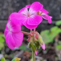ゼラニウム,可愛い〜♡,ピンク❤︎ピンク,キュートなお花,うどん県人会の画像