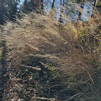 アセビ,ヤマウルシ,ノガリヤス,ヤマウルシの実,冬を楽しむの画像