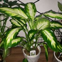 シェフレラ,パキラ,セローム,アルテシマ,ディフェンバキア・カミーラの画像