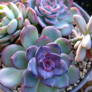 多肉植物,多肉大好き,名無し多肉ちゃん,エケベリア好き,多肉女子の画像