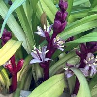 サザンカ,サザンカ,サザンカ,吉祥草,吉祥草の画像