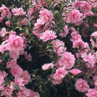 サザンカ,サザンカ,ご近所,マイペースに,心穏やかに♡の画像