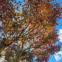 モミジ,モミジ,青空,ありがとう,かわええのぅ♡の画像