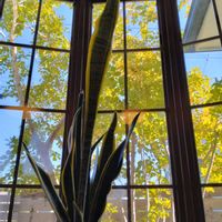 サンスベリア,シマトネリコ,窓越し,替え歌の画像