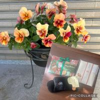 ベルクレア,ベルクレア,クリスマスプレゼント,スマホ撮,友人のパンジーの画像