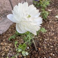 ビオラ,植物大好き,ガーデニング初心者,庭の画像