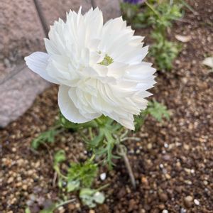 ビオラ,植物大好き,ガーデニング初心者,庭の画像