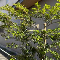 ヒサカキの画像