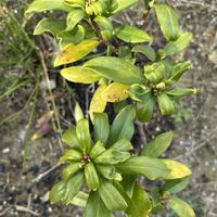 沈丁花,ナチュラルガーデン,冬の庭,冬にまだ元気に咲いてる夏や秋の花の画像