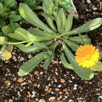 キンセンカ,冬しらず,いいねをありがとうございます¨̮♡︎,夢ちゃんの花壇,庭の画像