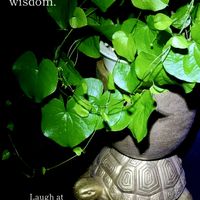 亀甲竜,多肉植物,塊根植物,コーデックス,ベランダ多肉の画像