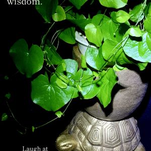 亀甲竜,多肉植物,塊根植物,コーデックス,ベランダ多肉の画像