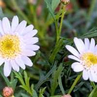 ボンザマーガレット,ボンザマーガレット イチゴショート,冬の花壇,観察記録,我が家のお花の画像