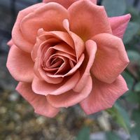 ミニバラ,レッドミニモ,ミニバラ　レッドミニモ　ルイミレッド,ミニバラ　レッドミニモ,バラを楽しむの画像