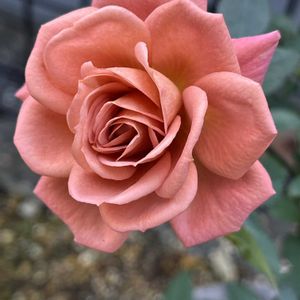 ミニバラ,レッドミニモ,ミニバラ　レッドミニモ　ルイミレッド,ミニバラ　レッドミニモ,バラを楽しむの画像