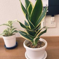 サンスベリア,ぺぺロミア,サンスべリア　ハニー,巨大化,長寿ですの画像