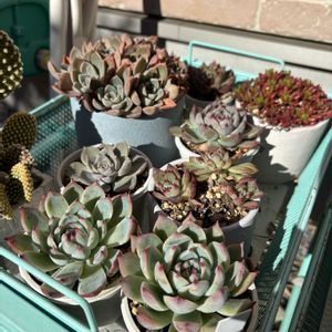 多肉植物,多肉大好き,ガーデニング,成長記録,今日の一枚の画像