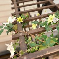 クレマチス,クレマチス ユートピア,パーゴラ,つる性植物,アーチの画像