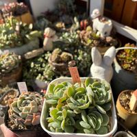 多肉,エケベリア,多肉植物,葉挿し,ベランダガーデンの画像