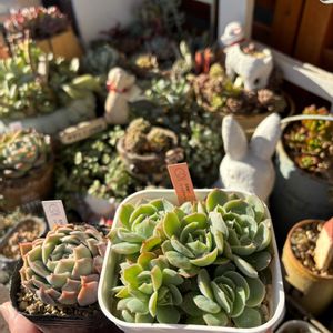 多肉,エケベリア,多肉植物,葉挿し,ベランダガーデンの画像