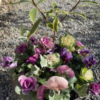 葉牡丹,ビオラ,デンマークカクタス,八重咲きストック,斑入り沈丁花の画像