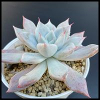 多肉植物,多肉植物の紅葉,爪多肉,優木園命名株の画像