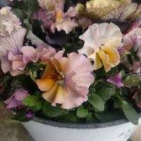 ビオラ,ヒューケラ,クローバー　ティントワイン,葉牡丹クラシカルボンボン,サントリービオラこんもりミルフルの画像