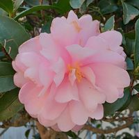 サザンカの画像