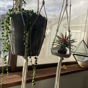 チランジア,グリーンネックレス,イオナンタ,多肉植物,エアプランツの画像