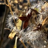 センニンソウ,晴れた日,買い物帰り,木曜モフモフ,こんな風景が好きの画像