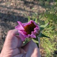 コスモス,秋桜,畑の画像