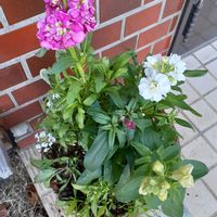 玄関アプローチの画像