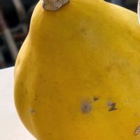 かぼちゃの画像