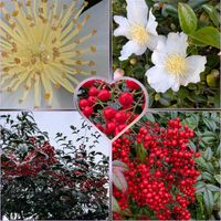 エリカ,キンモクセイ,サザンカ,ナンテン,南天(なんてん)の画像