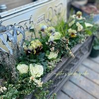 パンジー・ビオラ,江原ビオラヌーヴェルヴァーグ～すみれの革命～,寄せ植え,ナチュラルガーデン,ジャンクガーデンの画像