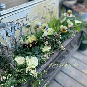 パンジー・ビオラ,江原ビオラヌーヴェルヴァーグ～すみれの革命～,寄せ植え,ナチュラルガーデン,ジャンクガーデンの画像