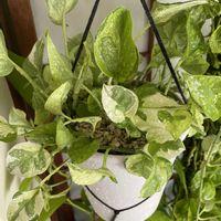 ポトス,ポトス・エメラルド,観葉植物,斑入り好き♡の画像