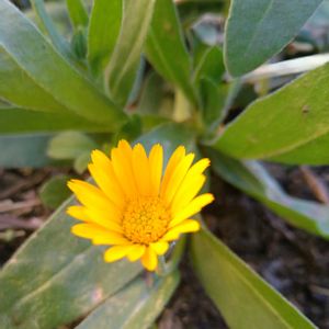 フユシラズ,カレンジュラ エミフル ムーン,ヒメキンセンカ,フユシラズ(カレンデュラ),カレンジュラ　エミフル　マロンの画像