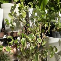 ベンジャミン・バロック,ベンジャミン・シタシオン,観葉植物,フィカス属の画像