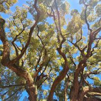 クスノキ,広島・尾道,巨木古木の木曜日,木曜日は木,艮神社の画像