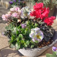 まだまだ初心者,花のある暮らし,おうち園芸,チーム横須賀の画像