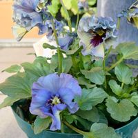 ビオラ　レディ,ビオラ　レディ,ビオラ・パンジー,石川園芸,玄関アプローチの画像