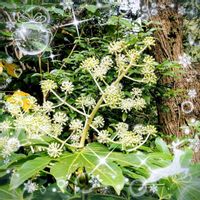 グリーンネックレス,サザンカ,ツメレンゲ,爪蓮華,ヤツデの画像