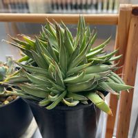 アガベ,アガベ 乱れ雪,ロックガーデン,モンスト,綴化株の画像