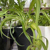 オリズルラン,ポトス,ポトステルノ シャングリラ,アオオリズルラン　ボニー,観葉植物の画像