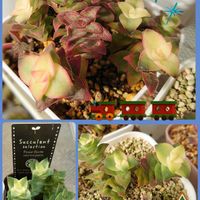 ひよこ星,レッドベルベット,多肉植物,紅葉する多肉,ベランダ多肉の画像