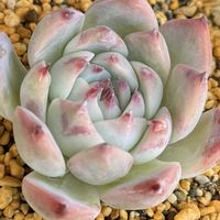 エケべリア ピンククリスタルローズ,ピンククリスタルローズ.,多肉植物,多肉大好き,多肉棚の画像