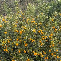 ウォーキング途中に,畑の画像